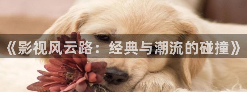 yy4480万利达：《影视风云路：经典与潮流的碰撞》